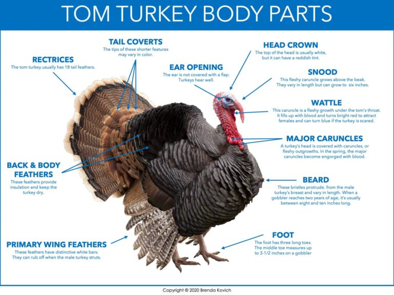 Advice Turkey – rainbowsntrees